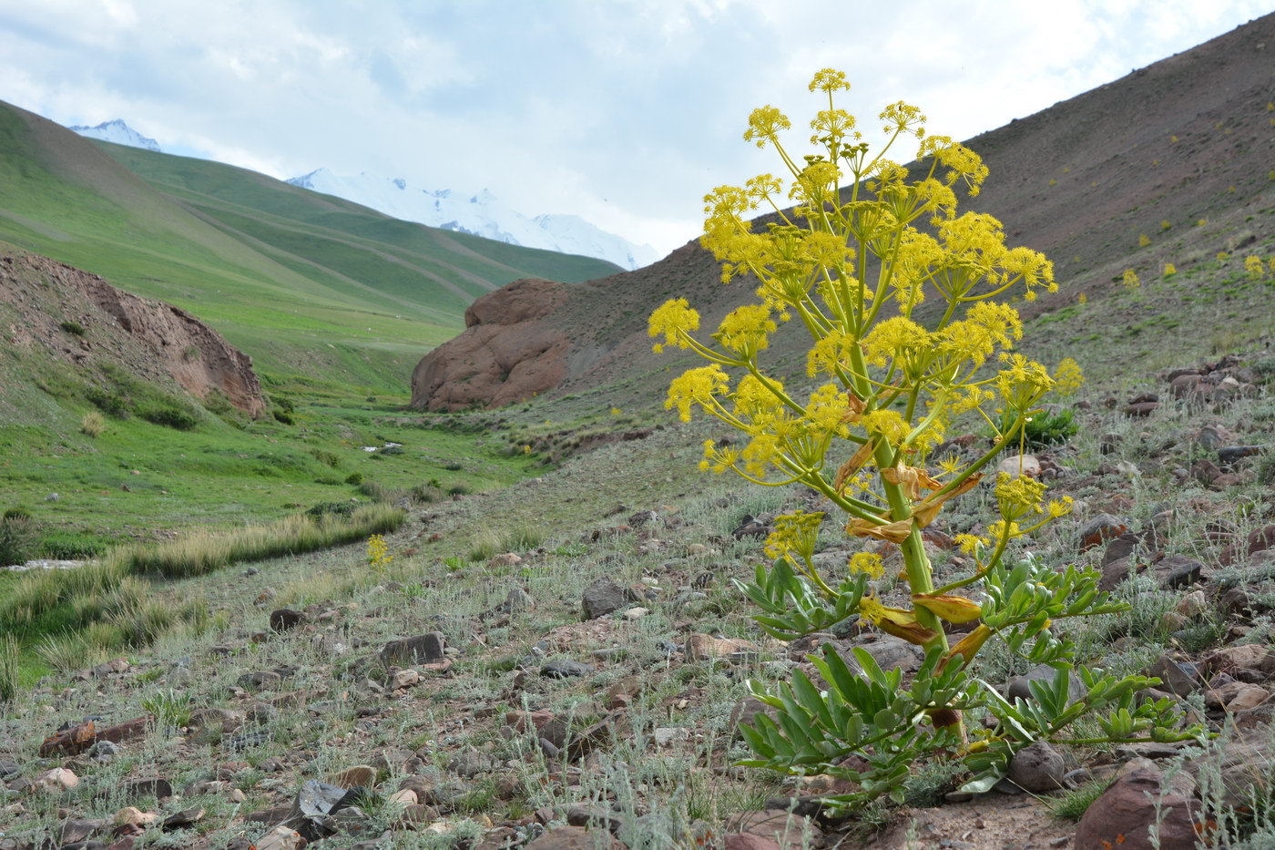 Image of Ferula foetidissima specimen.