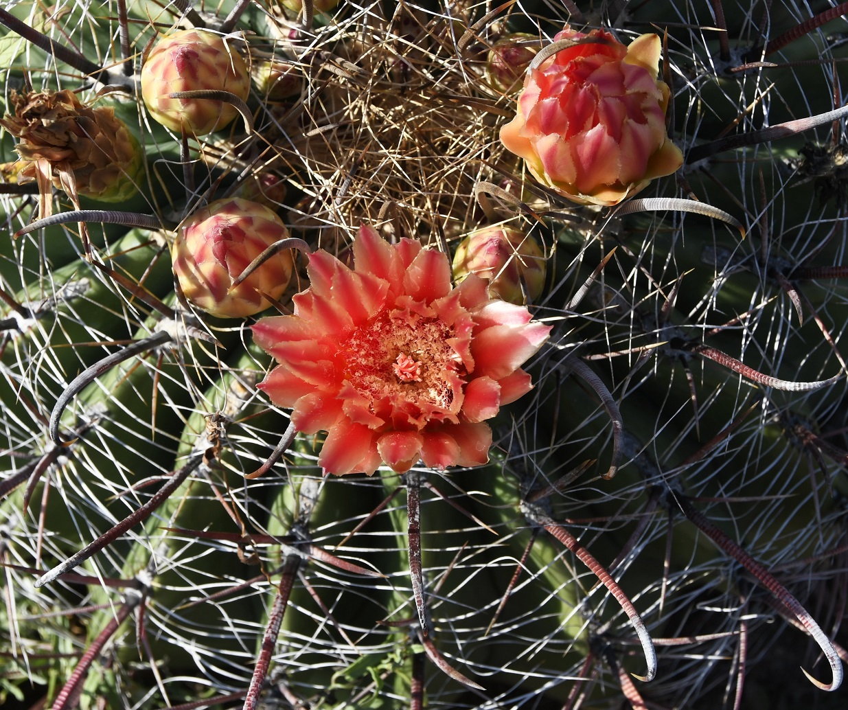 Image of genus Ferocactus specimen.