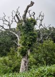 Hydrangea petiolaris. Отцветающее растение на мёртвой Betula. Курильские о-ва, о-в Итуруп, долина р. Сторожевая, опушка широколиственного леса. 20.08.2023.