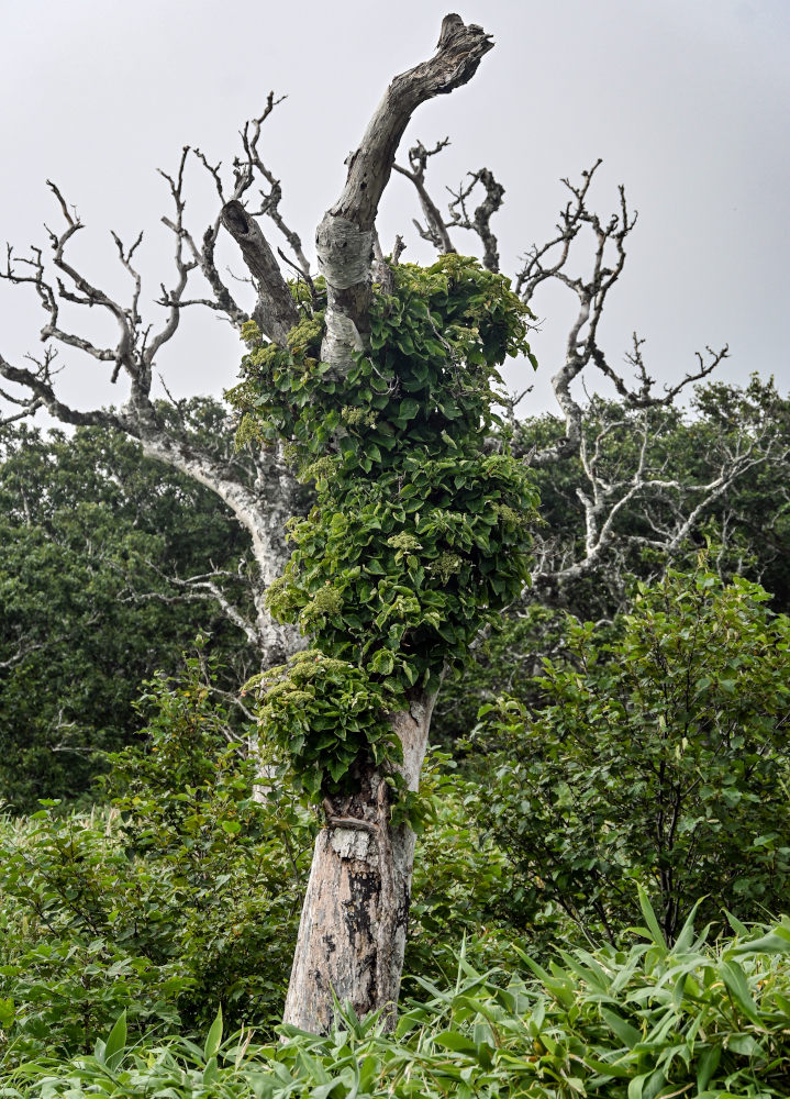 Image of Hydrangea petiolaris specimen.