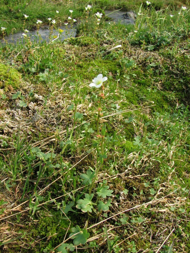 Image of Saxifraga cernua specimen.