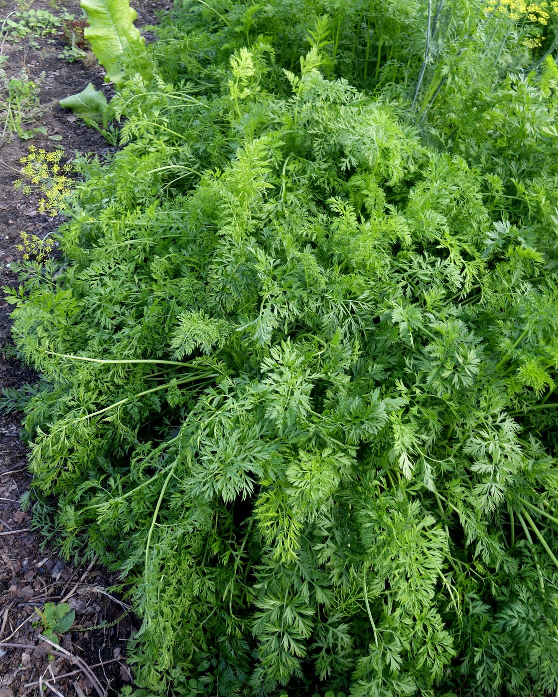 Image of Daucus sativus specimen.