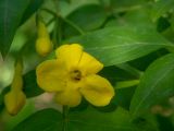 genus Jasminum. Цветок и бутоны. Крым, Южный Берег, подножие горы Аю-Даг, окр. ПГТ Партенит, парк. 24.05.2024.