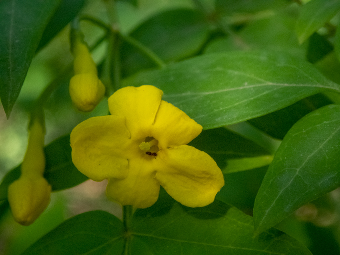 Изображение особи род Jasminum.