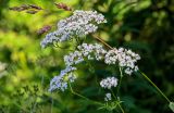 Valeriana officinalis