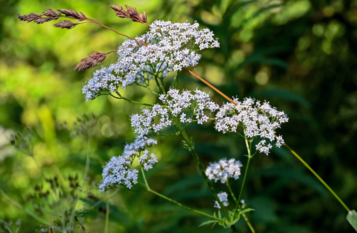 Изображение особи Valeriana officinalis.