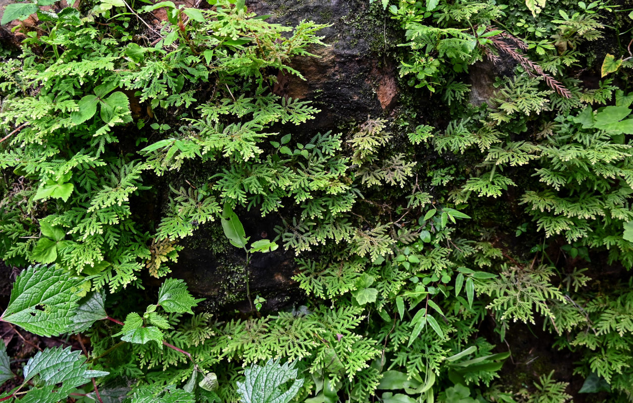 Изображение особи Selaginella uncinata.