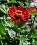 Zinnia elegans