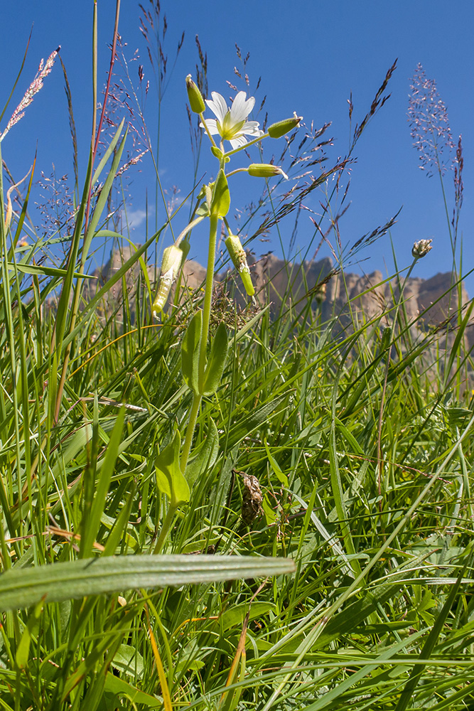 Изображение особи Cerastium purpurascens.