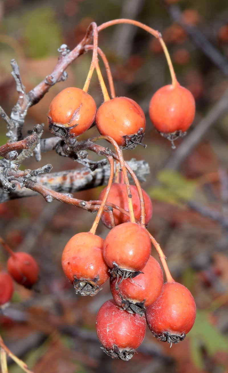 Изображение особи род Crataegus.