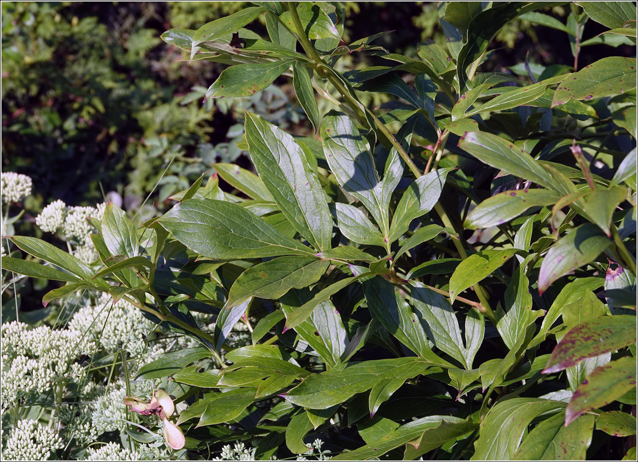 Изображение особи Paeonia lactiflora.