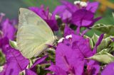 genus Bougainvillea