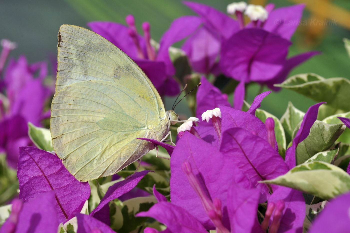 Image of genus Bougainvillea specimen.