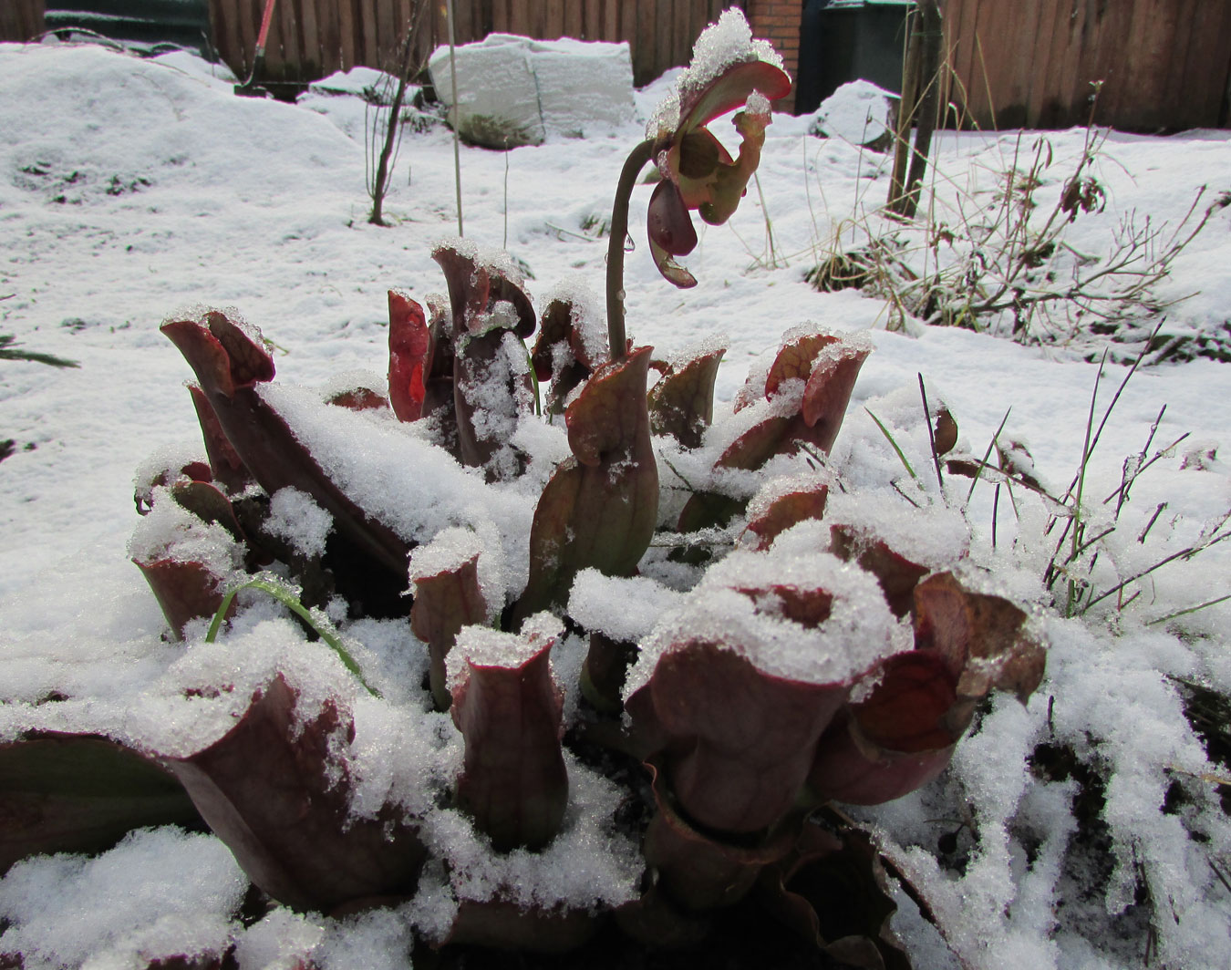 Image of Sarracenia purpurea specimen.