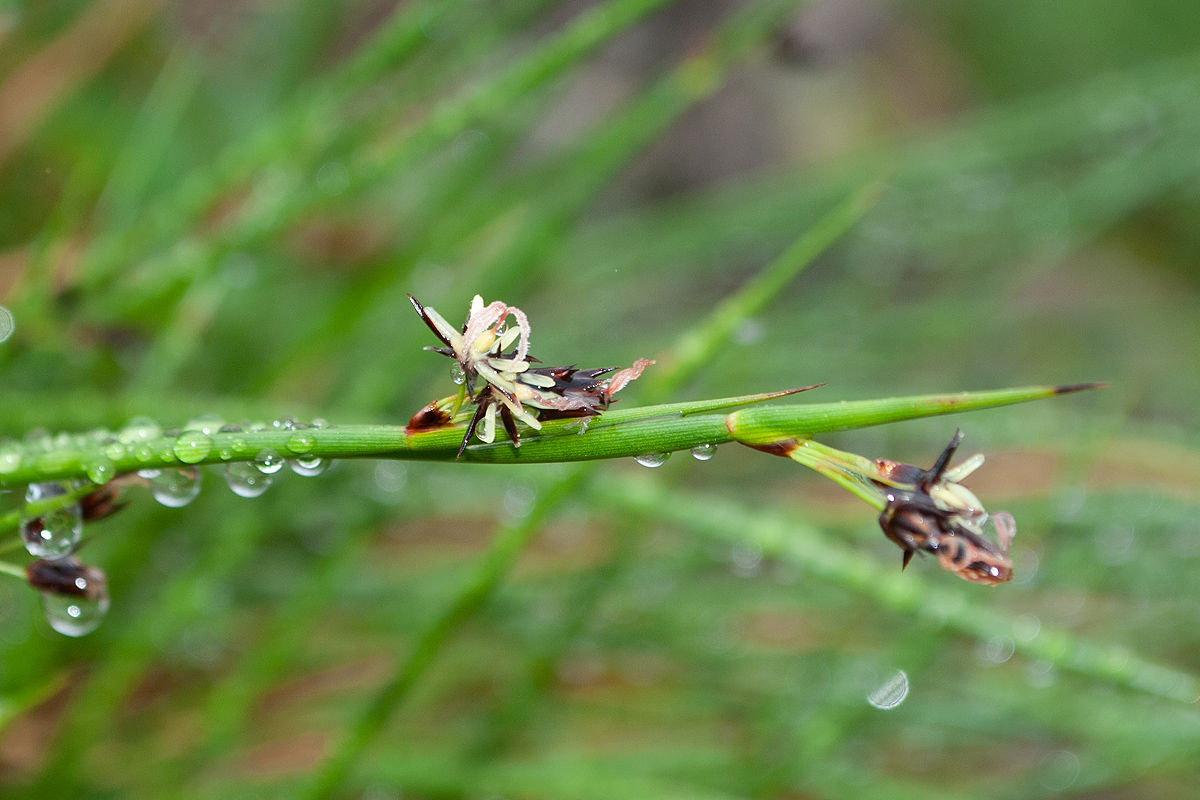 Image of Juncus beringensis specimen.