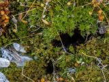 Bryum caespiticium