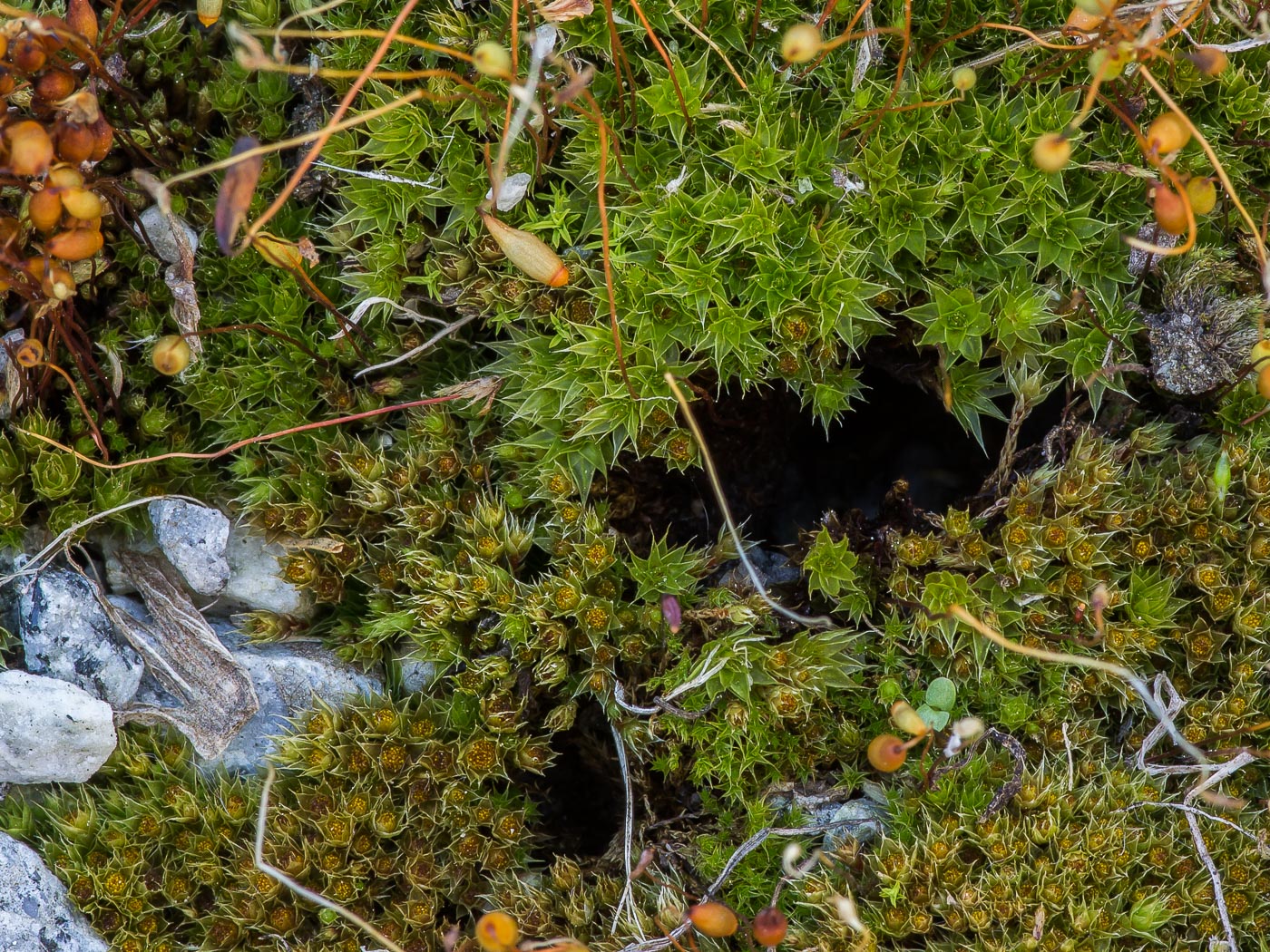 Изображение особи Bryum caespiticium.