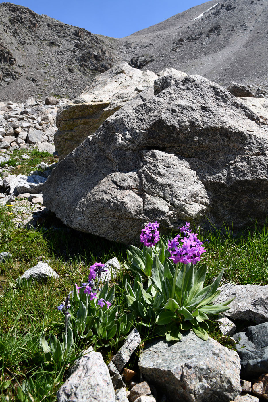 Изображение особи Primula turkestanica.