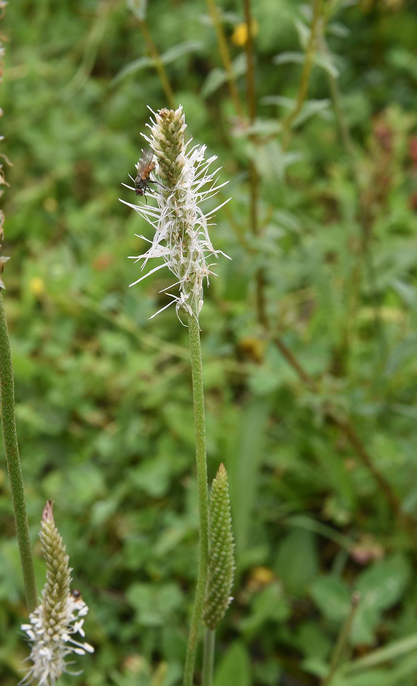 Image of Plantago urvillei specimen.