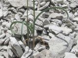 Allium nathaliae variety tepekermensis. Нижняя часть растения. Крым, Бахчисарайский р-н, гора Тепе-Кермен. 29.05.2018.