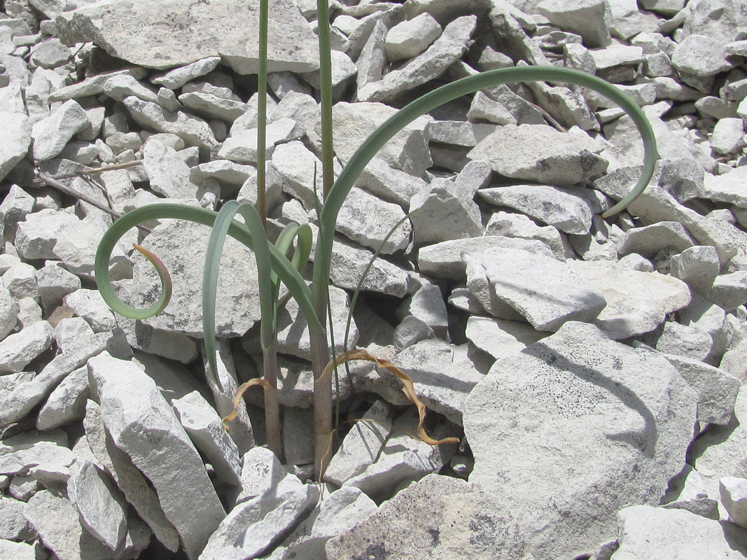 Image of Allium nathaliae var. tepekermensis specimen.