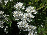 Смотреть изображение Spiraea × cinerea