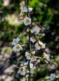 View full-size image Chaenomeles × vilmoriniana