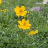 View full-size image Pulsatilla aurea