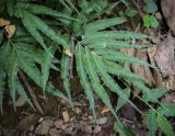 View full-size image Pteris cretica