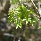 View full-size image genus Fraxinus
