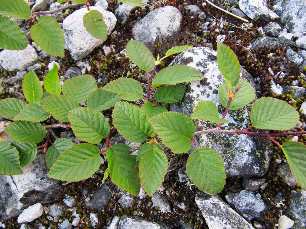 Image of Duschekia fruticosa specimen.