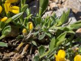 Смотреть изображение Genista scythica