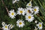 Смотреть изображение Pyrethrum corymbosum