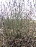 Смотреть изображение Salix cinerea