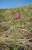 Fritillaria ruthenica