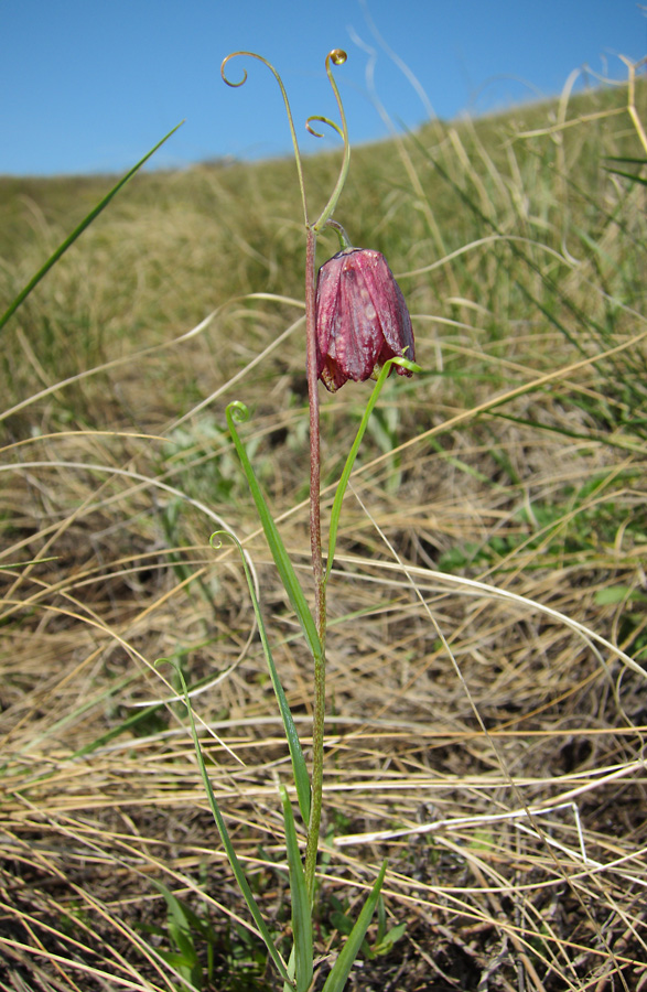 Изображение особи Fritillaria ruthenica.