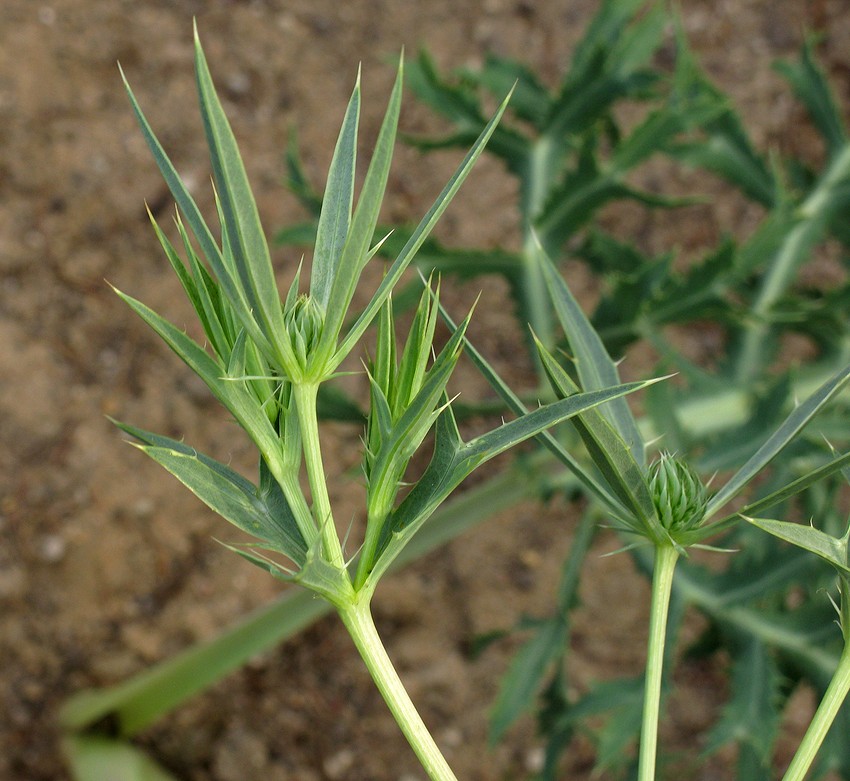 Изображение особи Eryngium campestre.