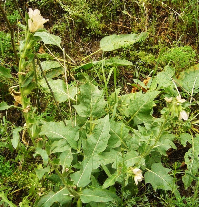 Image of Hyoscyamus niger specimen.