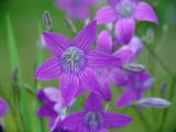 Campanula patula