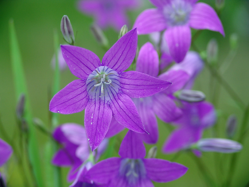 Image of Campanula patula specimen.