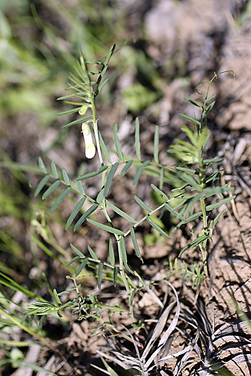 Image of Vicia michauxii specimen.