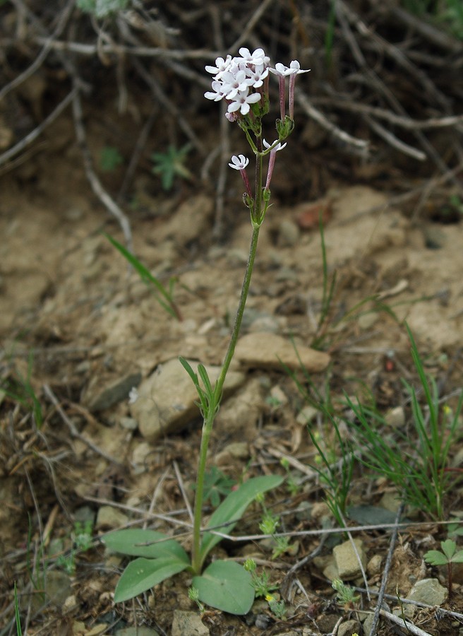 Image of Valeriana chionophila specimen.