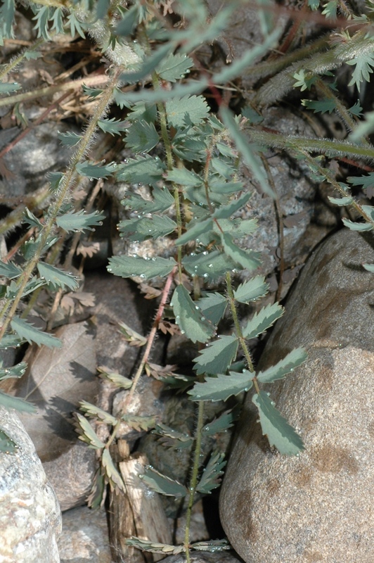 Image of Poterium polygamum specimen.