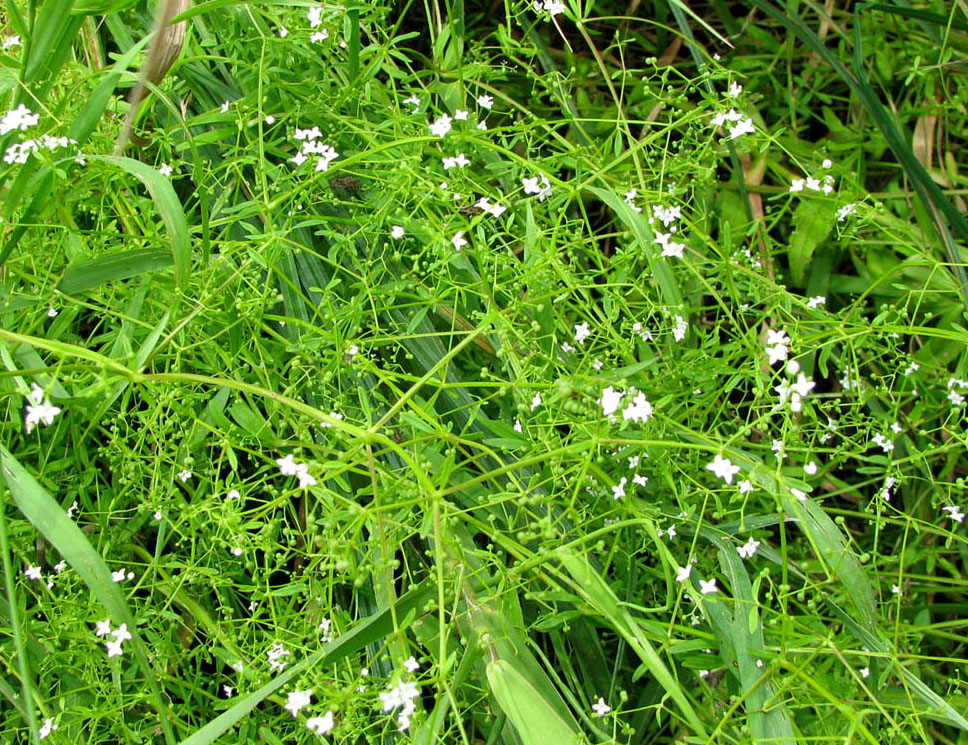 Изображение особи Galium palustre.