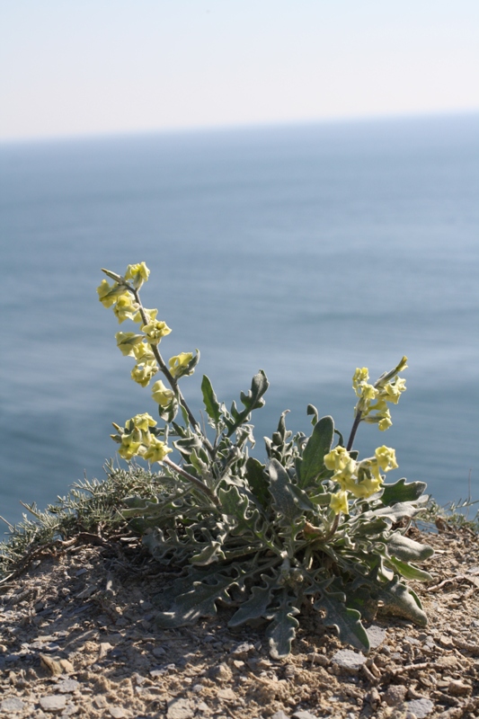 Изображение особи Matthiola odoratissima.