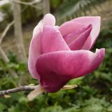 Magnolia × soulangeana. Цветок. Сочи, дендрарий. 10.03.2009.