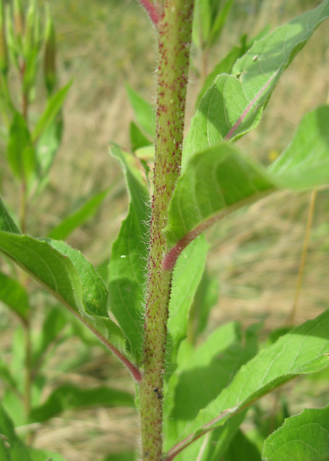 Image of Oenothera glazioviana specimen.