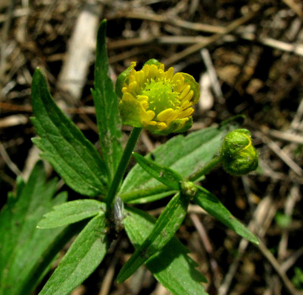 Изображение особи Ranunculus bujbensis.