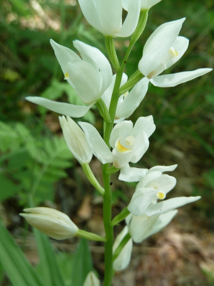 Image of Cephalanthera longifolia specimen.