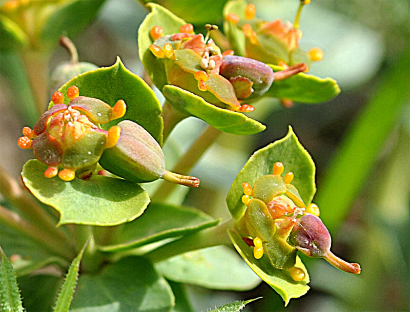 Image of Euphorbia marschalliana specimen.